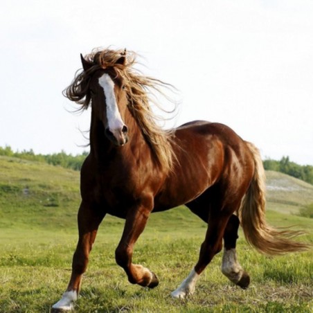 Gel Arnica defaticante rinfrescante cavalli